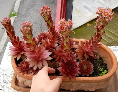 Sempervivum начал цвести после 4 лет солнца, дождя и снега. Так грустно видеть, как они уходят. : г/суккуленты картинки