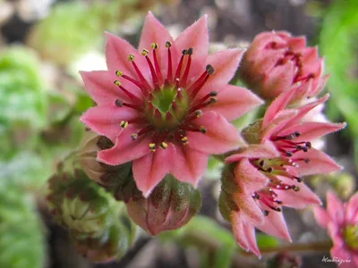 Цветок семпервивума - Fleur de joubarbe | Sempervivum x 'Cobw… | Flickr картинки