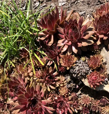 Sempervivum (Hens & Chicks, Houseleek, Houseleek, Live-forever, Semps, Stonecrop) | Набор инструментов для садовых растений Северной Каролины картинки