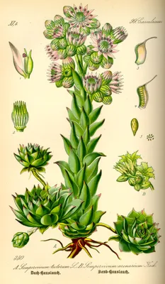 Файл:Иллюстрация Sempervivum tectorum0.jpg — Викисклад картинки