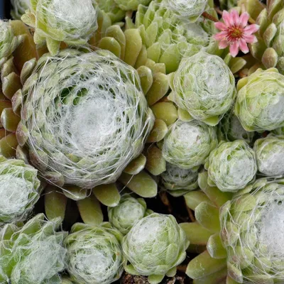 Sempervivum arachnoideum 'Паутина' | Ферма белых цветов картинки