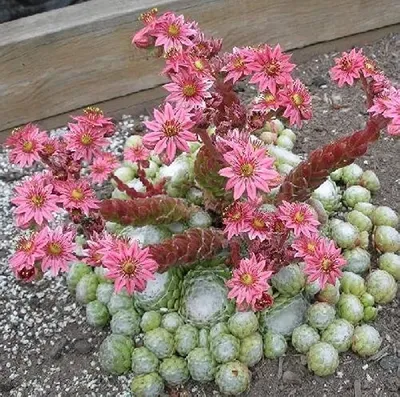 Amazon.com: 50 семян Sempervivum Arachnoideum, Houseleek, выносливого многолетнего растения! : Патио, Газон \ Сад картинки