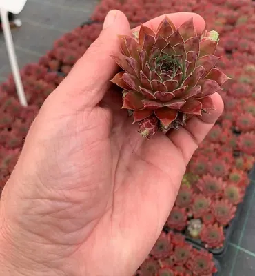 Sempervivum – Houseleek – Куры и цыплята – Freeplants картинки