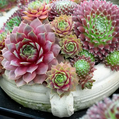 Sempervivum Seeds Species Mix SUCCULENT Seeds Известный как - Etsy New Zealand картинки