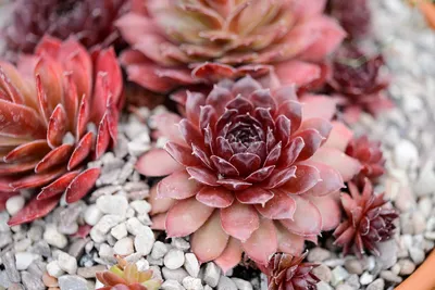 Выращивание Sempervivums – 10 для выращивания | Всемирный журнал садовников BBC картинки