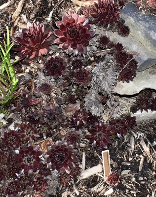 Sempervivum tectorum (комнатный лук-порей, куры и цыплята, домашний лук, домашний лук-порей) | Набор инструментов для садовых растений Северной Каролины картинки