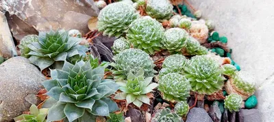 Как сажать, выращивать и ухаживать за растениями Sempervivum картинки