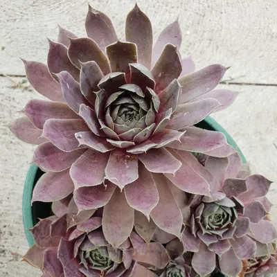 Sempervivum Purple Velvet, Sempervivum 'Purple Velvet' в энциклопедии растений GardenTags картинки