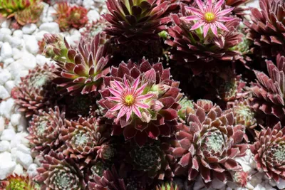 Цветут ли растения кур и цыплят (Sempervivum)? | Путь садовника картинки