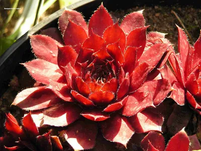 Садоводство Страницы садоводства бабушки: Sempervivums или «Куры и цыплята» картинки