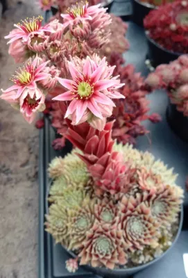 Sempervivum – Houseleek – Куры и цыплята – Freeplants картинки