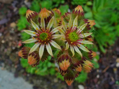 Sempervivum pittonii - Sempervivum pittonii картинки