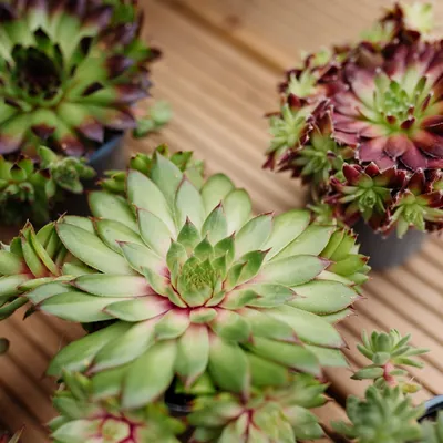 Sempervivum Houseleeks - Набор из ШЕСТИ вечнозеленых выносливых суккулентных растений картинки