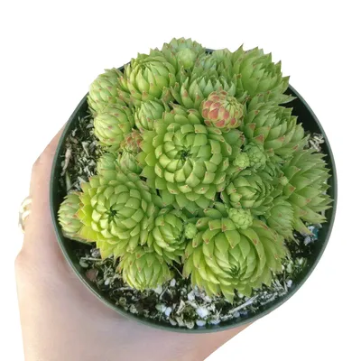 Sempervivum Jovibarba Allionii для продажи | Succulent Care - Коробка суккулентов картинки