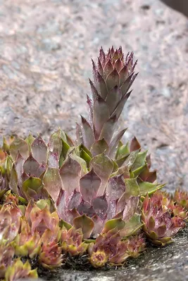 Datei:Sempervivum.tectorum.7647.jpg – Википедия картинки