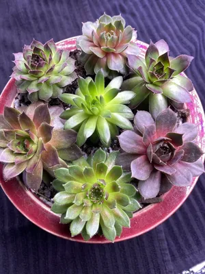 5 Укоренившиеся куры и цыплята Sempervivum - многолетние суккулентные растения Холодостойкая курица | eBay картинки