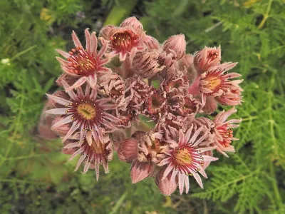 Sempervivum calcareum картинки