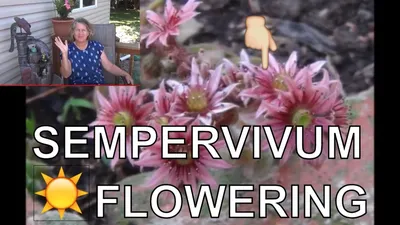 Куры и цыплята -🌞 Sempervivum - Цветение - Советы по суккулентам 👍/ DMGV - YouTube картинки