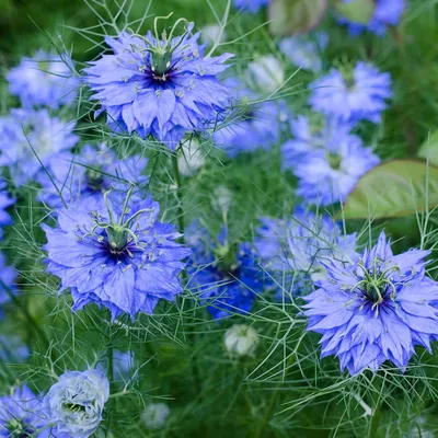 Nigella Sativa Nigella Seed | Территориальное семя картинки