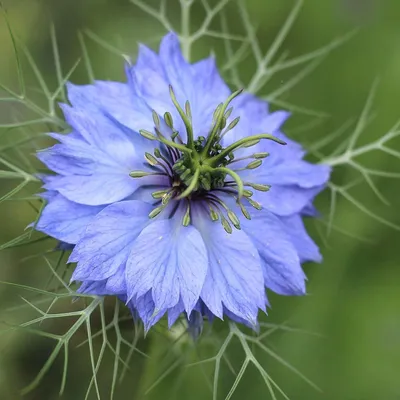 Купить любовь-в-тумане Nigella damascena Miss Jekyll за 1,89 фунтов стерлингов. картинки