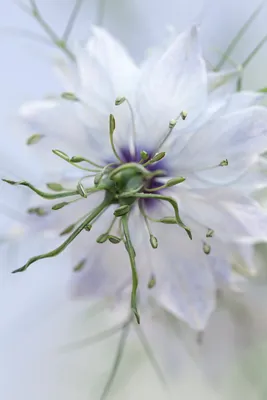 Nigella — от бутона до семени картинки