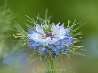 Nigella Flower (также известная как Love In A Mist) — Лицензия, скачать или распечатать за £20.00 | Фотографии | Пикфер картинки