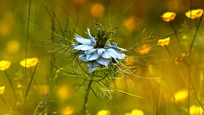 Обои Ranunculaceae, Nigella damascena, синие лепестки 1920x1200 HD Изображение картинки