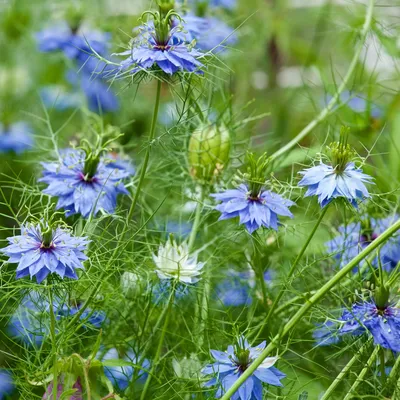 Amazon.com : Outsidepride Nigella Indigo Love in A Mist Garden Flower Plants - 1000 семян: патио, газон и сад картинки