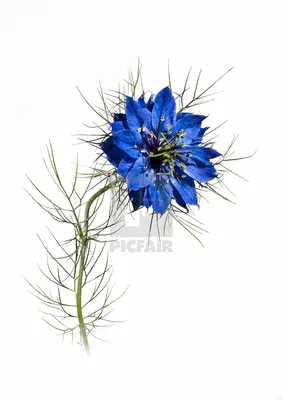 Семейство Nigella Flower Ranunculaceae - Лицензия, загрузка или печать за £24.00 | Фотографии | Пикфер картинки