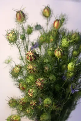 Nigella Pods » Пеннок Цветочный картинки