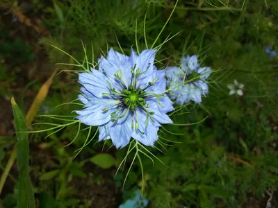 Цветок Nigella Sativa Plant Blue скачать бесплатно изображение картинки