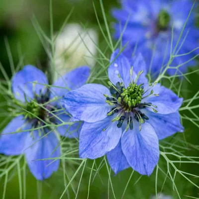 Семена цветов Outsidepride Nigella Indigo Love In A Mist - 2000 семян - Walmart.com картинки