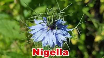 Nigella Damascena (Love in a Mist) & Nigella Sativa (Kalonji) # Цветок - YouTube картинки