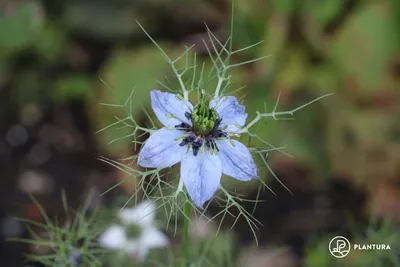 Любовь в тумане: уход за Nigella damascena — Plantura картинки