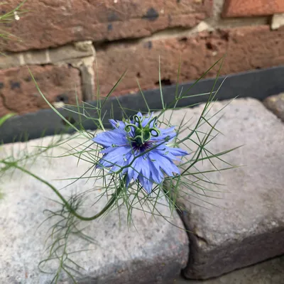 Файл:Nigella Flower.jpg — Викисклад картинки