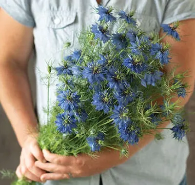 Amazon.com : David's Garden Seeds Flower Nigella Miss Jekyll Dark Blue (Blue) 50 Семена без ГМО, с открытым опылением: патио, газон и сад картинки