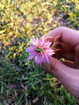 Персидские драгоценности Mix Love-in-A-Mist 200 семян Классический дачный цветок Nigella | eBay картинки