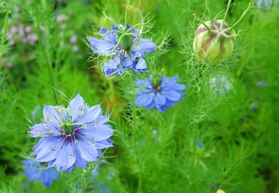 Семена цветов нигеллы Blue Love-in-a-mist Cottage Garden - Etsy UK картинки