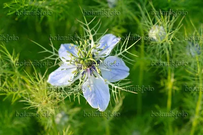 Image Любовь в тумане (Nigella damascena) - 473310 - Изображения растений и садов - botanikfoto картинки