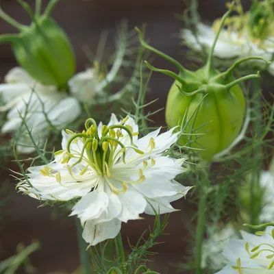 Купить стручок Nigella damascena Albion Green Pod «любовь в тумане»: 2,99 фунтов стерлингов. Доставка Crocus. картинки