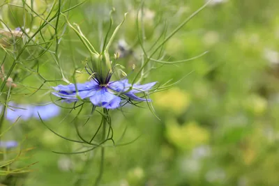 Черное семя, Nigella sativa, пурпурно-голубой цветок - Фото №4952 - motosha | Бесплатные стоковые фото картинки