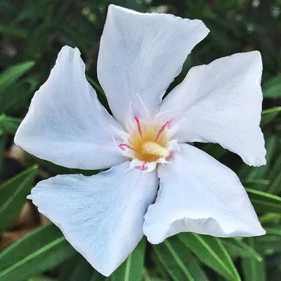 Белый цветок олеандра - сорт Nerium oleander - 2013031… | Flickr картинки