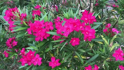 Plantazee Indian Farms Live Pink Kaner / Nerium Oleander Цветочное растение с горшком, красивое декоративное уличное растение: Amazon.in: Garden & Outdoors картинки