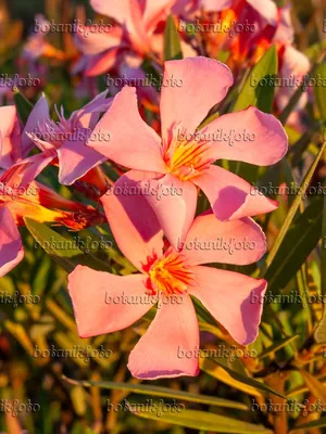 Фото Олеандр (Nerium oleander) - 462209 - Изображения растений и садов - botanikfoto картинки