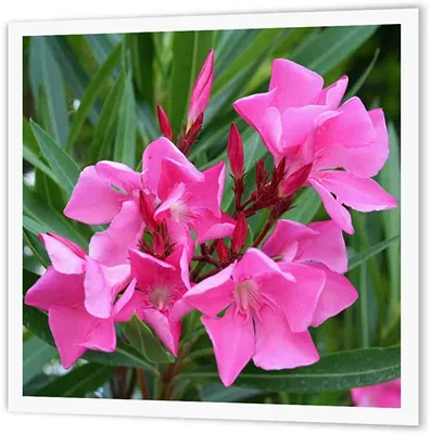 Amazon.com: 3dRose ht_46849_1 Oleander Pink, Flower, Tree, Oleander, Blossom, Tropical Plant, Buds Iron on Heat Transfer, 8 на 8\ картинки