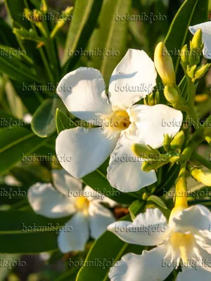 Image Олеандр (Nerium oleander) - 462200 - Изображения растений и садов - botanikfoto картинки