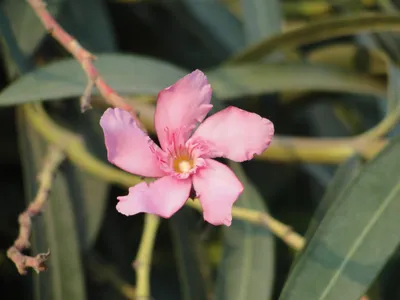 Файл:Цветок олеандра (Nerium oleander).JPG — Wikimedia Commons картинки