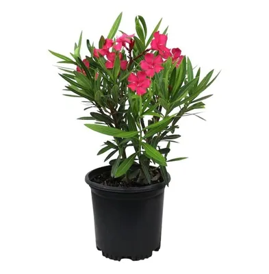 Garden Art Rare Oleander Flower Plant Kaneer, Dwarf Red Arali, Nerium Oleander (упаковка из 1 здорового живого растения) картинки