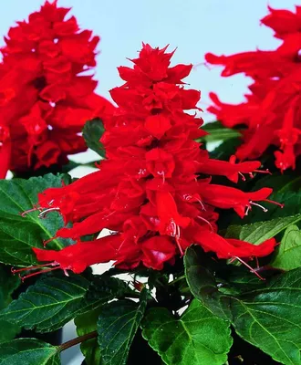 Planthub Salvia Seed, Scarlet Sage, Red Salvia Salvia splendens Flower Seeds - Pack of 40 Seeds : Amazon.in: Garden & Outdoors картинки