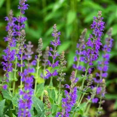 Шалфей лесной (Salvia sylvestris) цветок, лист, уход, использование - PictureThis картинки